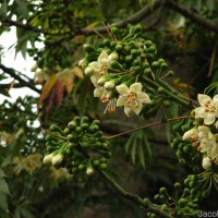 Ceiba pentandra (L.) Gaertn.